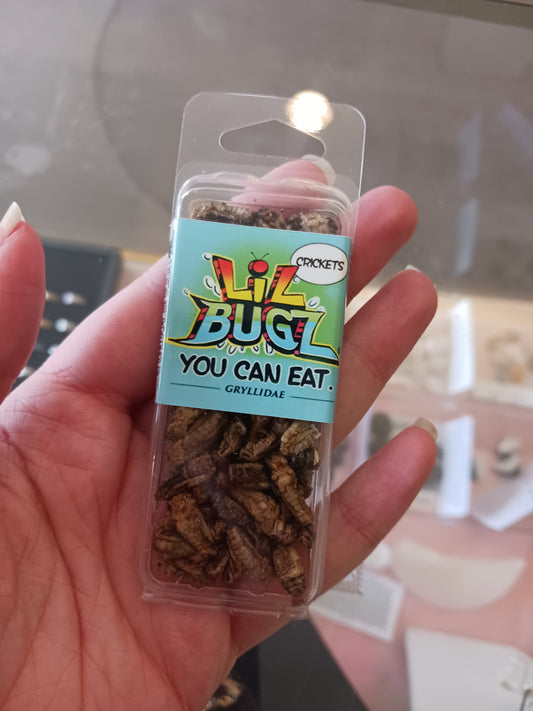 Edible Roasted Crickets - Real Bugs!